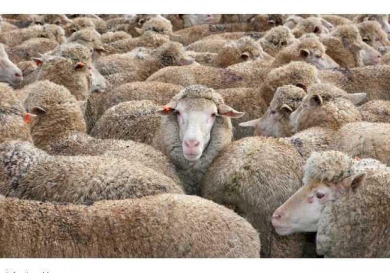 ANUNȚ: Crescătorii de ovine din zonele defavorizate pot depune cererile de plată pentru 2013 până pe 15 noiembrie
