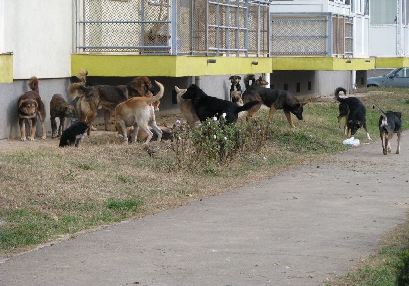 Bărbat în vârstă de 65 de ani în stare gravă la spital, după ce a fost muşcat de o haită de câini Bărbat în vârstă de 65 de ani în stare gravă la spital, după ce a fost muşcat de o haită de câini