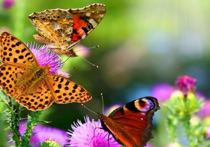 PREMIERĂ: Expoziţie de fluturi vii, la Muzeul de Zoologie al Universităţii "Babeş-Bolyai" PREMIERĂ: Expoziţie de fluturi vii, la Muzeul de Zoologie al Universităţii "Babeş-Bolyai"