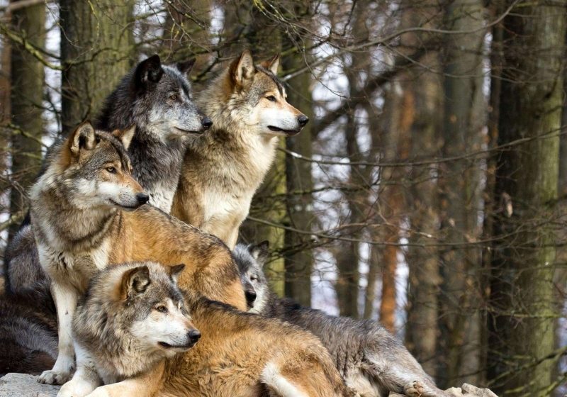 MARAMUREŞ: AJVPS atrage atenţia că a crescut numărul lupilor în judeţ MARAMUREŞ: AJVPS atrage atenţia că a crescut numărul lupilor în judeţ