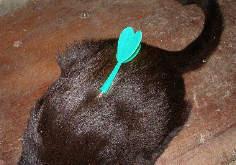 SIGHET: Ajunge cu uciderea sau mutilarea animalelor din faţa blocului!
