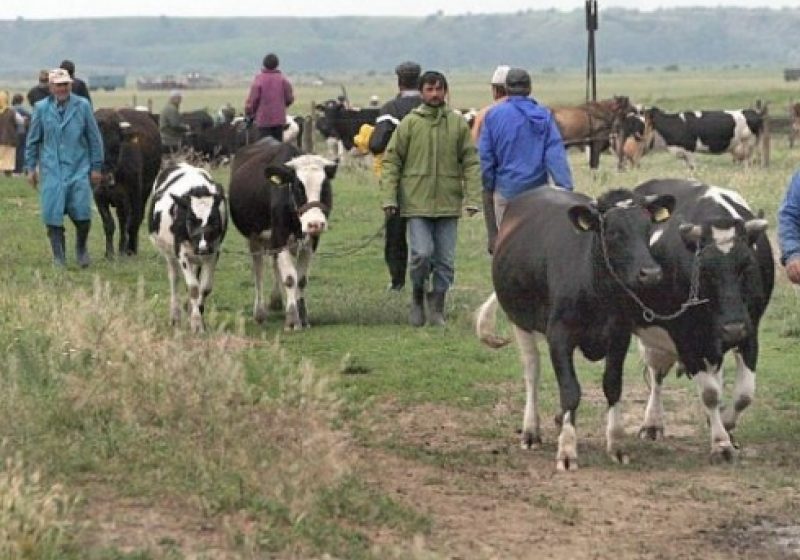 REPORTAJUL ZILEI: Ofertă bogată, cumpărători puţini la târgul de animale din Sighet