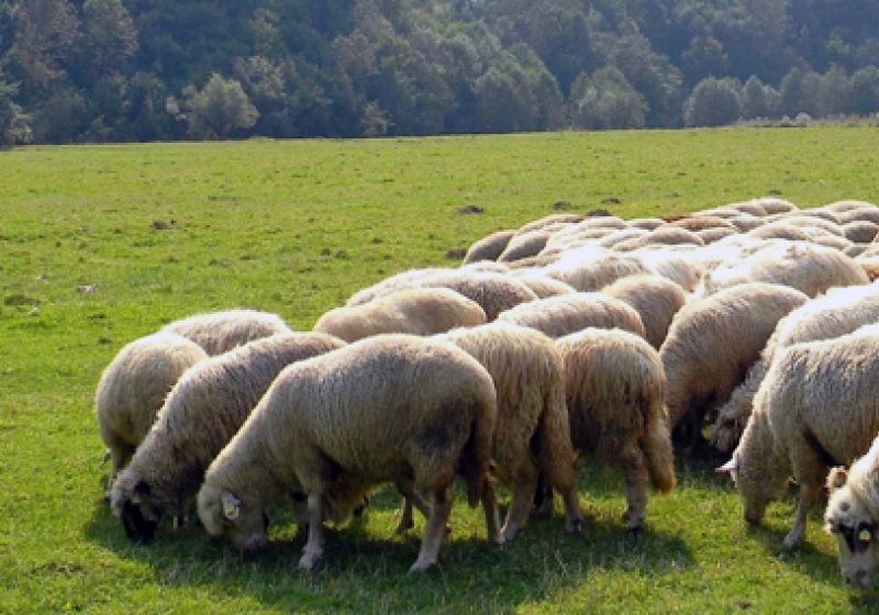 MARAMUREŞ: Începe o nouă sesiune de depunere a dosarelor la APIA MARAMUREŞ: Începe o nouă sesiune de depunere a dosarelor la APIA