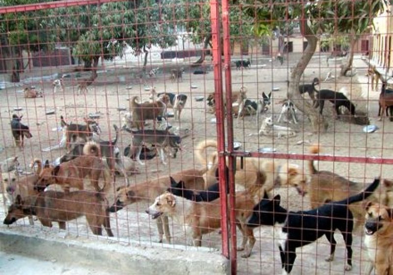 PROIECT: Câinii din adăposturi pot fi adoptaţi şi "la distanţă", pentru a nu fi eutanasiaţi