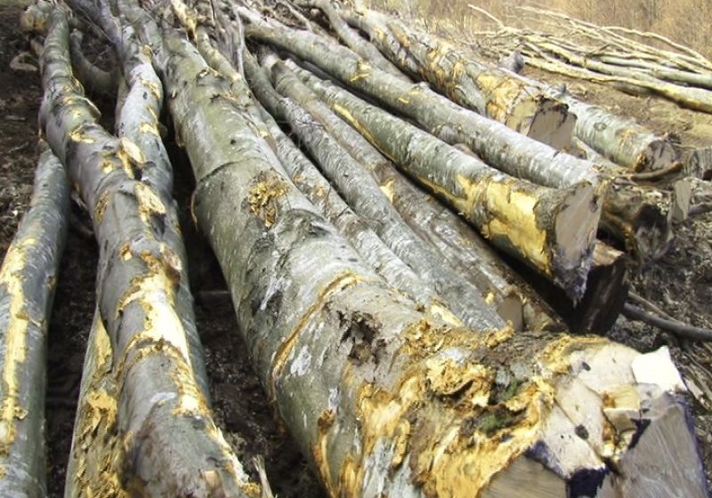 REPORTAJUL ZILEI: Probleme în pădurile Săpânţei: FOTO/VIDEO