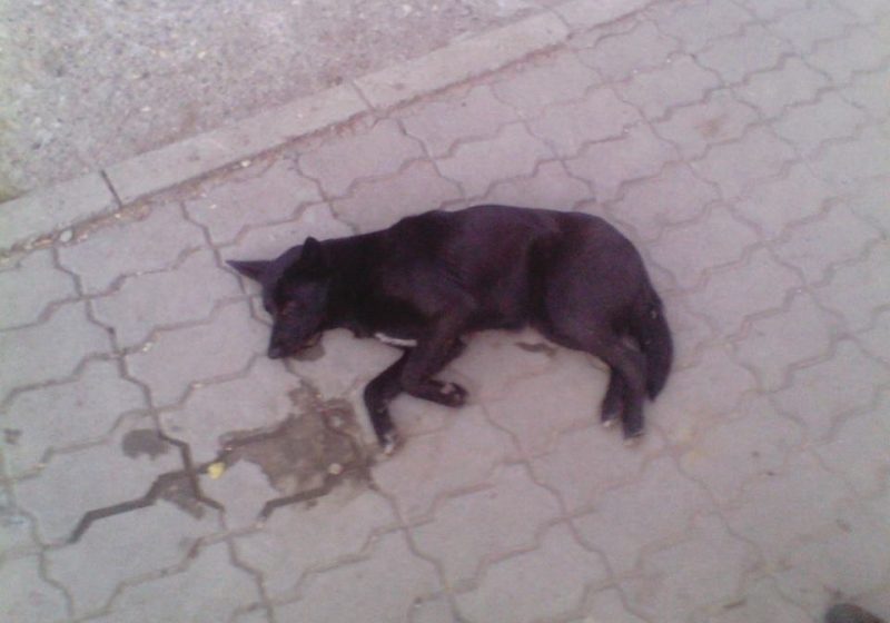 SIGHET: Câine aruncat de la etajul patru al unui bloc de pe strada Alexandu Ivasiuc