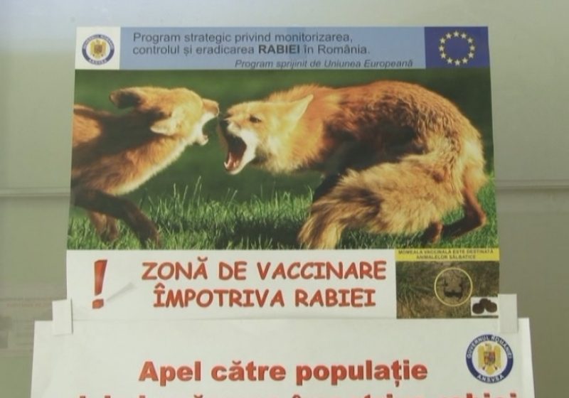 SIGHET: Campanie de vaccinare a animalelor sălbatice