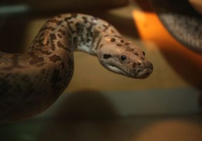 ÎNFRICOŞĂTOR: Şarpe de cinci metri, în curtea unui sătean din Constanţa ÎNFRICOŞĂTOR: Şarpe de cinci metri, în curtea unui sătean din Constanţa