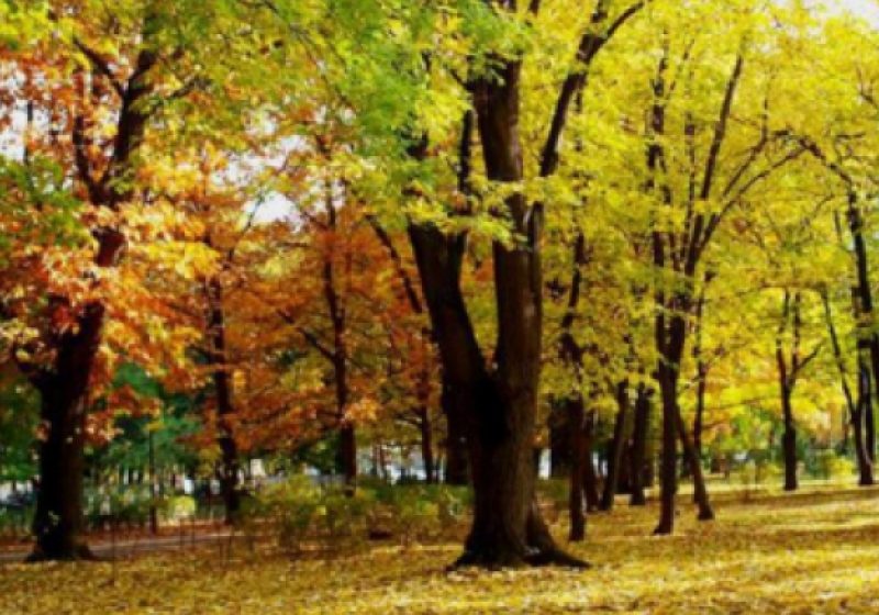 VREME FRUMOASĂ: Zile calde de octombrie. Prognoza meteo pe trei zile VREME FRUMOASĂ: Zile calde de octombrie. Prognoza meteo pe trei zile