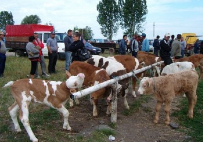 SIGHET: Amendaţi pentru comerţ ilicit în târgul de animale