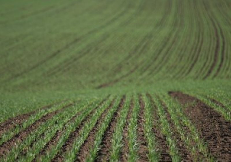 Proprietarii de terenuri cu valoare de producţie peste 1.000 euro nu primesc ajutor social