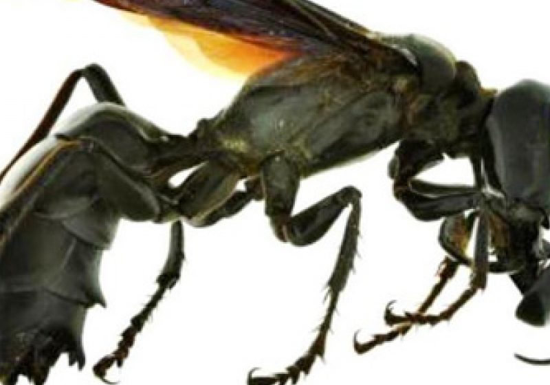 Viespi uriaşe au provocat moartea a 42 de persoane şi rănirea altor 1.675 în China