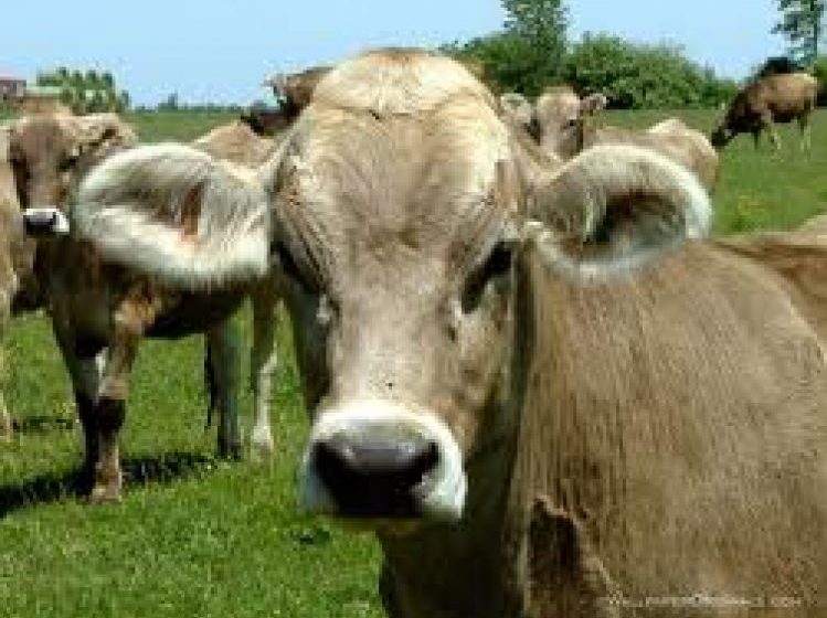 SPRIJIN: Guvernul alocă anul acesta pentru sectorul zootehnic, specia bovine, 585 de milioane de lei