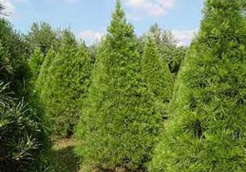 BRAZI ORNAMENTALI: Romsilva va crea culturi specializate pentru producerea pomilor de Crăciun