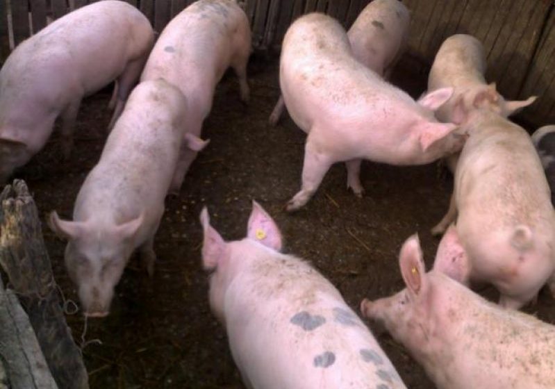 SACRIFICAŢI: Aproape 150 de porci confiscaţi vor fi ucişi pentru că nu pot fi valorificaţi de stat