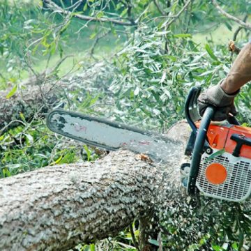 FĂRCAȘA: Tineri cercetați pentru tăiere ilegală și furt de arbori