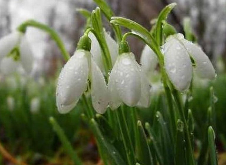 PROGNOZA METEO: Cum va fi vremea de 8 martie PROGNOZA METEO: Cum va fi vremea de 8 martie