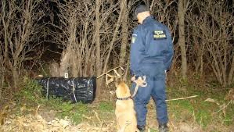 CÂMPULUNG LA TISA: Contrabandă cu ”sprijinul” unor câini, rasa ciobănesc german CÂMPULUNG LA TISA: Contrabandă cu ”sprijinul” unor câini, rasa ciobănesc german
