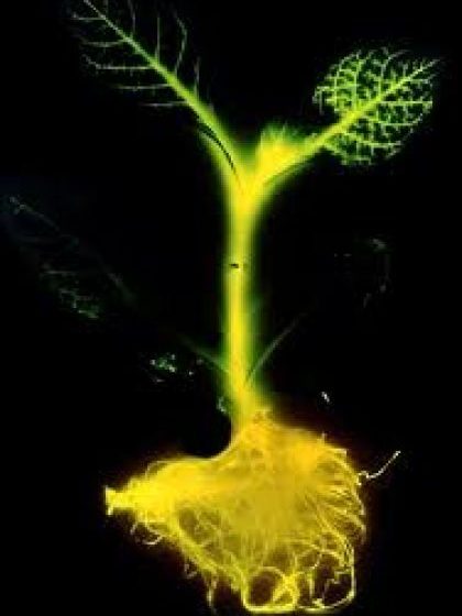 PERSPECTIVE: Copacii bioluminiscenţi ar putea înlocui iluminatul stradal într-un viitor apropiat PERSPECTIVE: Copacii bioluminiscenţi ar putea înlocui iluminatul stradal într-un viitor apropiat