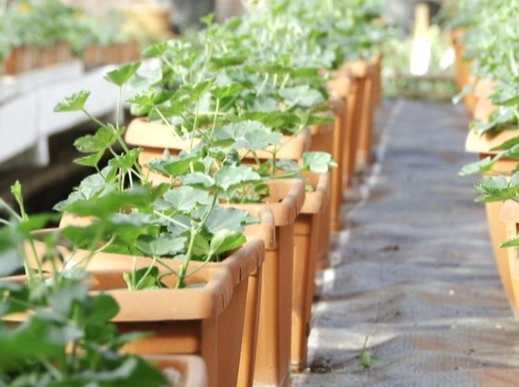 SIGHET: Vremea neaşteptat de blândă pentru această perioadă favorizează plantarea florilor în parcurile şi rondourile din oraş SIGHET: Vremea neaşteptat de blândă pentru această perioadă favorizează plantarea florilor în parcurile şi rondourile din oraş