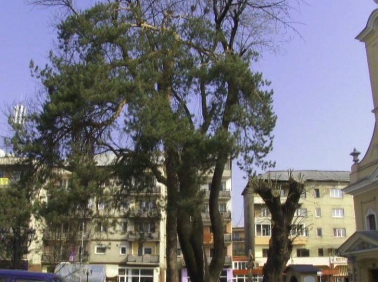 SIGHET: Problema celor doi copaci bătrâni din curtea Bisericii Ucrainene se va rezolva, după ce municipalitatea a decis să ia măsuri