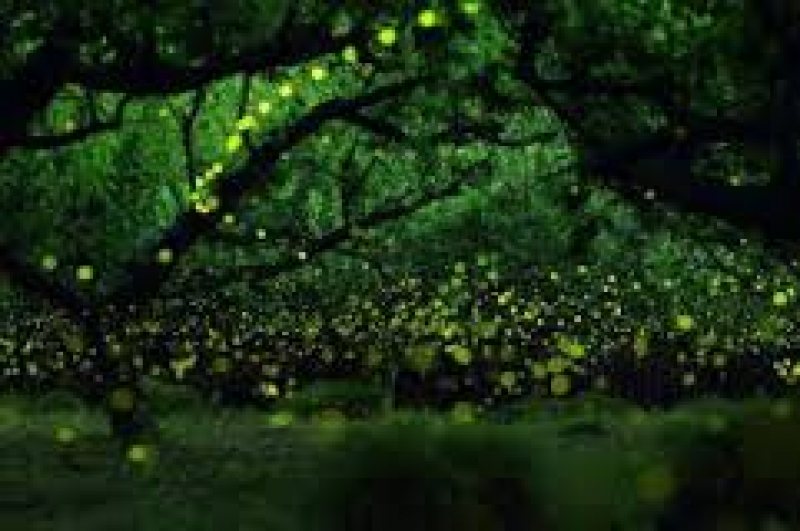 PROIECT: Copacii bioluminiscenţi ar putea înlocui iluminatul stradal într-un viitor apropiat PROIECT: Copacii bioluminiscenţi ar putea înlocui iluminatul stradal într-un viitor apropiat
