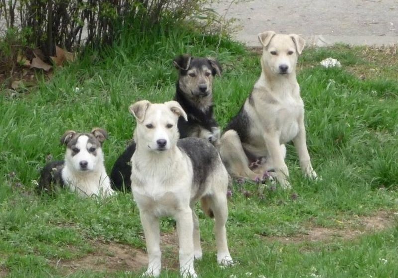 ASPA: Câinele care a mușcat un copil în parcul IOR a fost adoptat de Asociația Cuțu-Cuțu ASPA: Câinele care a mușcat un copil în parcul IOR a fost adoptat de Asociația Cuțu-Cuțu