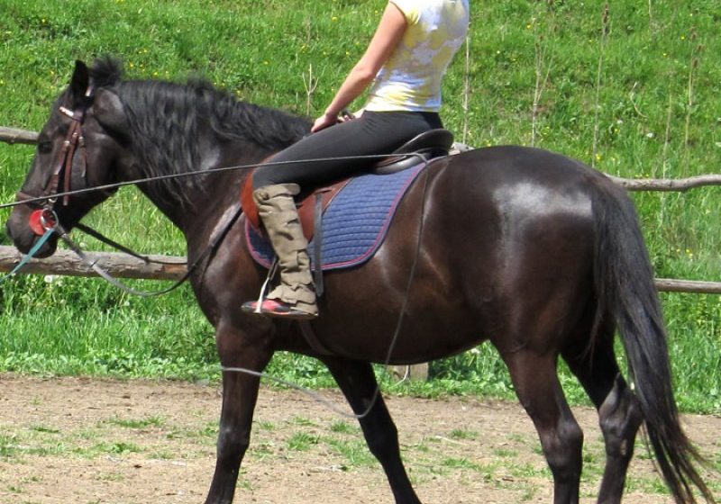 AUDIERI: Îngrijitor de la Hipodromul Ploieşti, acuzat că a violat o fată venită să ia lecţii de echitaţie