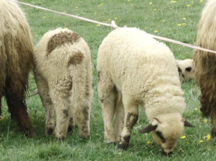 SIGHET: Mai sunt două săptămâni până la Paşti şi în târgul de animale abia s-au zărit câţiva vânzători de miei. E prea devreme, spun comercianţii SIGHET: Mai sunt două săptămâni până la Paşti şi în târgul de animale abia s-au zărit câţiva vânzători de miei. E prea devreme, spun comercianţii