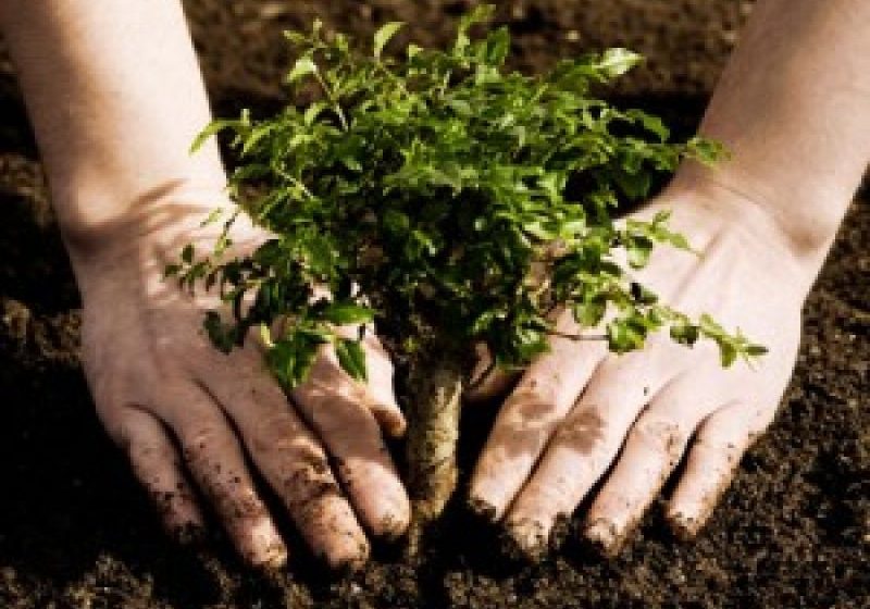 BAIA MARE: „Plantăm împreună pentru un mediu sănătos” BAIA MARE: „Plantăm împreună pentru un mediu sănătos”