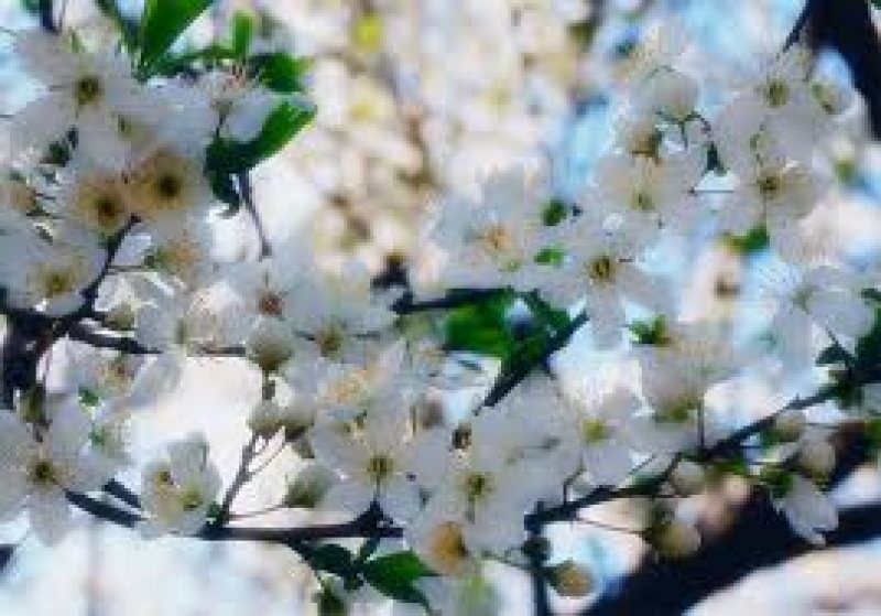 VREMEA: Prognoza meteo pentru 27 şi 28 aprilie. În Maramureş se vor înregistra cele mai ridicate temperaturi VREMEA: Prognoza meteo pentru 27 şi 28 aprilie. În Maramureş se vor înregistra cele mai ridicate temperaturi