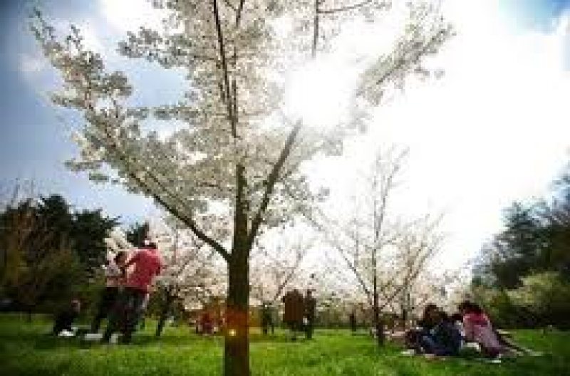 VREMEA DE 1 MAI: Prognoza meteo pentru următoarele două săptămâni VREMEA DE 1 MAI: Prognoza meteo pentru următoarele două săptămâni