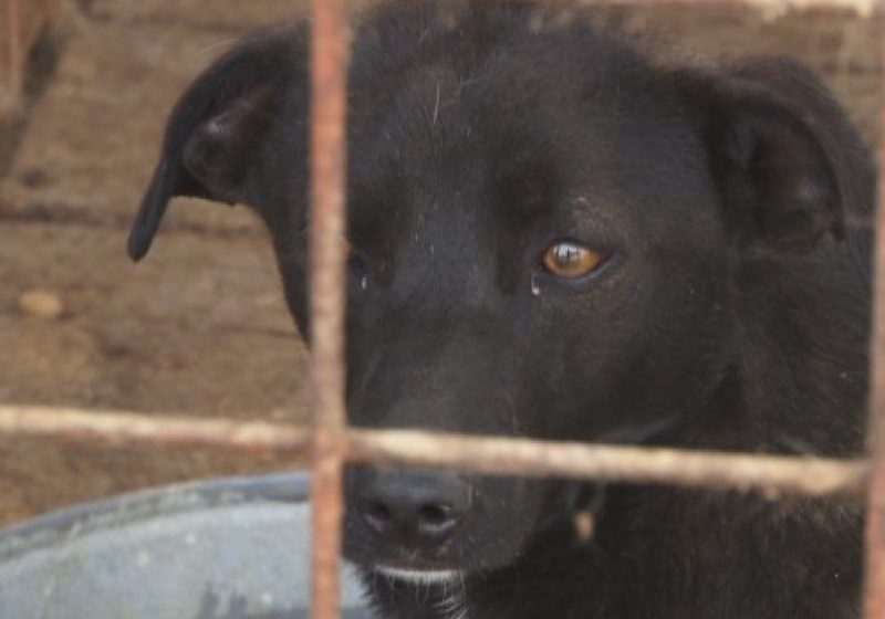 SIGHET: Nicio adopţie de Ziua câinilor fără stăpân