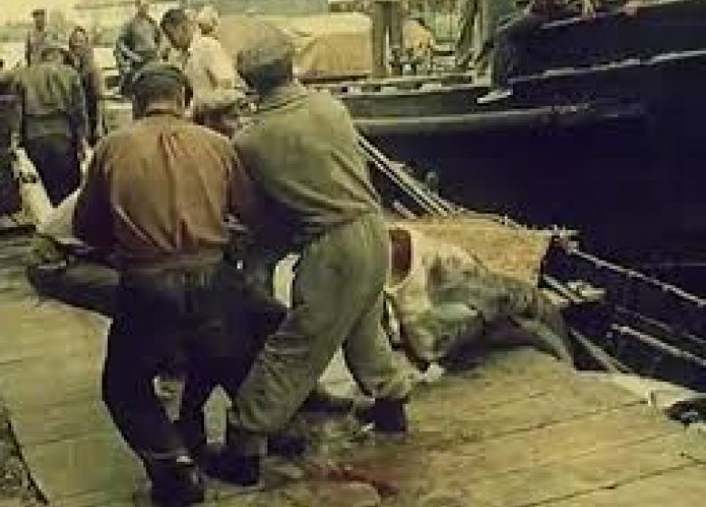 IMAGINI RARE: Delta, "un paradis pentru orice pescar", iar caviarul românesc, produs de lux exportat în toată lumea