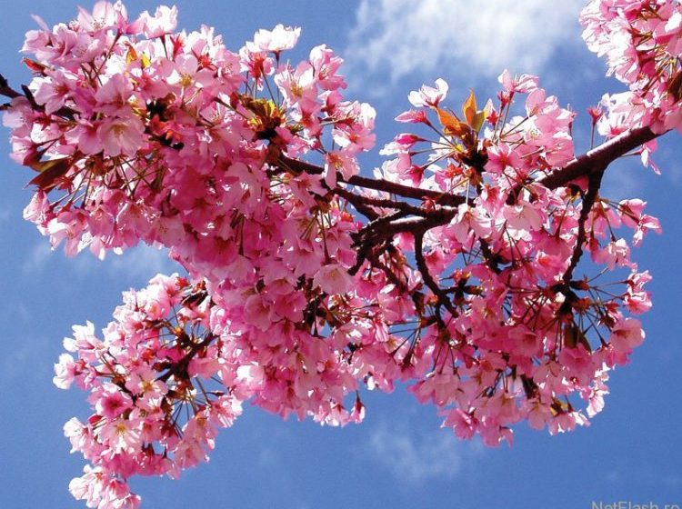 ANM: Temperaturi normale de Florii și de Paște, deși vremea va fi foarte schimbătoare în următoarea perioadă ANM: Temperaturi normale de Florii și de Paște, deși vremea va fi foarte schimbătoare în următoarea perioadă