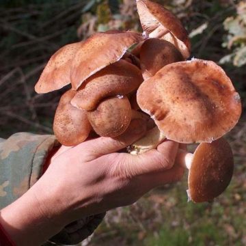 Sfaturi pentru evitarea intoxicațiilor cu ciuperci