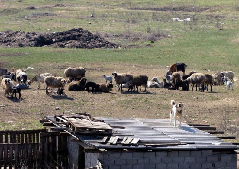 SĂPÂNŢA: Duciuc Vasile, arestat preventiv pentru omor, în urma conflictului de la stână