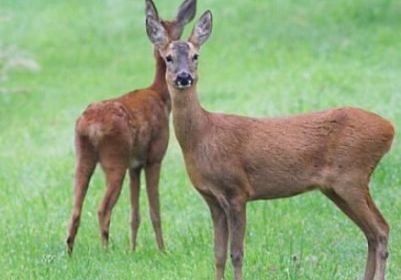 MARAMUREŞ: Închisoarea de la 3 luni la 1 an şi amenzile usturătoare nu-i sperie pe unii care ţin în captivitate pui de căprioară MARAMUREŞ: Închisoarea de la 3 luni la 1 an şi amenzile usturătoare nu-i sperie pe unii care ţin în captivitate pui de căprioară