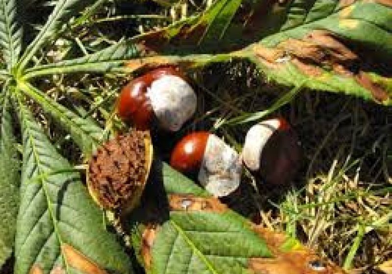 MARAMUREŞ: Aproape 1.000 de hectare de castan comestibil, afectate de virsul cancerului de scoarță