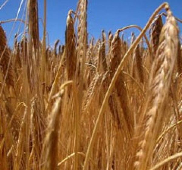 MARAMUREȘ: Acţiune pentru prevenirea şi combaterea evaziunii fiscale în domeniul transportului şi comercializării produselor de panificaţie şi a cerealelor