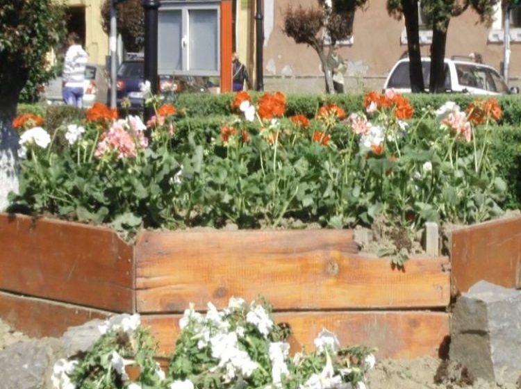 SIGHET:  Amenajarea spaţiului destinat comercializării florilor se dovedeşte a fi o idee de succes
