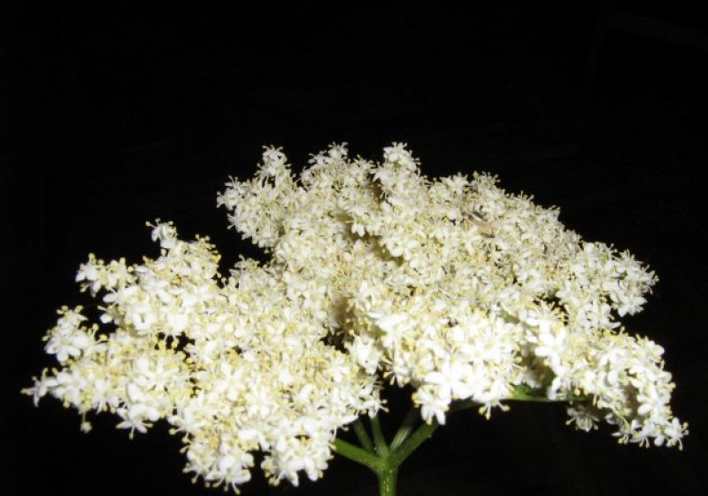 COVASNA: Festivalul florilor comestibile se află la a patra ediţie COVASNA: Festivalul florilor comestibile se află la a patra ediţie