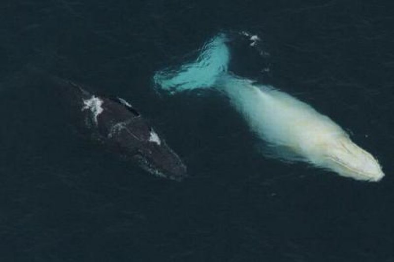 AUSTRALIA: O balenă albă a fost zărită în dreptul orașului Sydney AUSTRALIA: O balenă albă a fost zărită în dreptul orașului Sydney