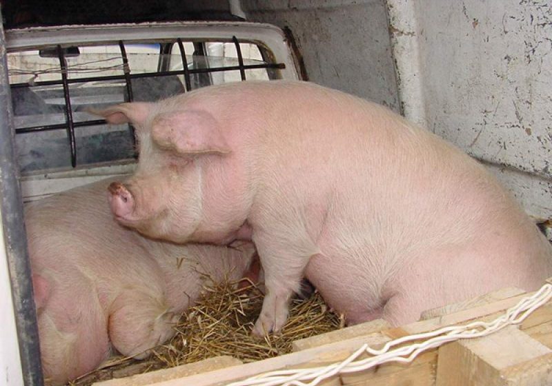 BORŞA: Poliţiştii au aplicat 20 de sancţiuni contravenţionale în valoare de 6.000 de lei în piaţa agroalimentară şi târgul de animale din localitate