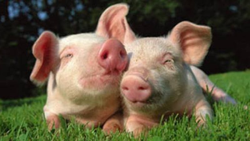 DRAGOMIREŞTI: A „vândut” un porc ce nu-i aparţinea. Poliţiştii l-au identificat pe autor DRAGOMIREŞTI: A „vândut” un porc ce nu-i aparţinea. Poliţiştii l-au identificat pe autor