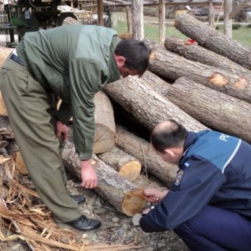 SANCȚIONAT de jandarmi pentru tăiere ilegală și  furt de material lemnos