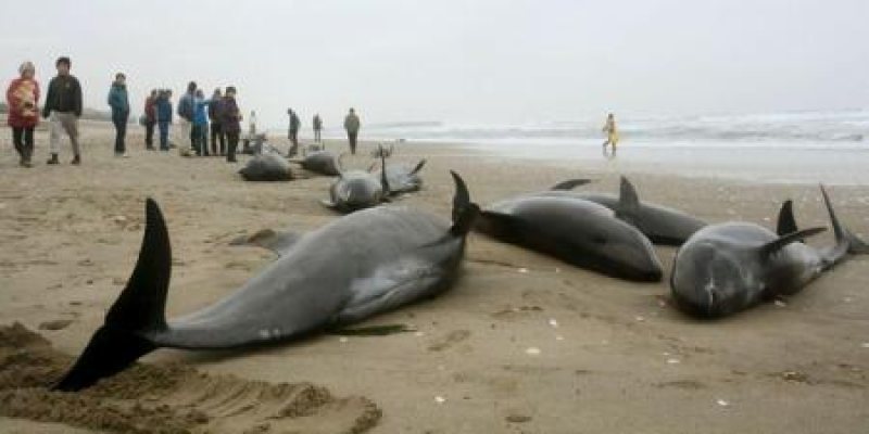 JAPONIA: Descoperirea cadavrelor altor delfini, după o nouă eșuare în masă JAPONIA: Descoperirea cadavrelor altor delfini, după o nouă eșuare în masă