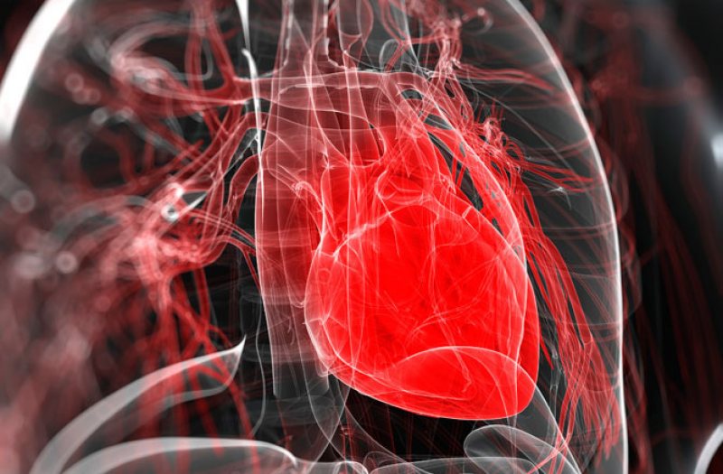 STUDIU: Cercetătorii au reuşit să stimuleze regenerarea celulelor muşchiului cardiac STUDIU: Cercetătorii au reuşit să stimuleze regenerarea celulelor muşchiului cardiac