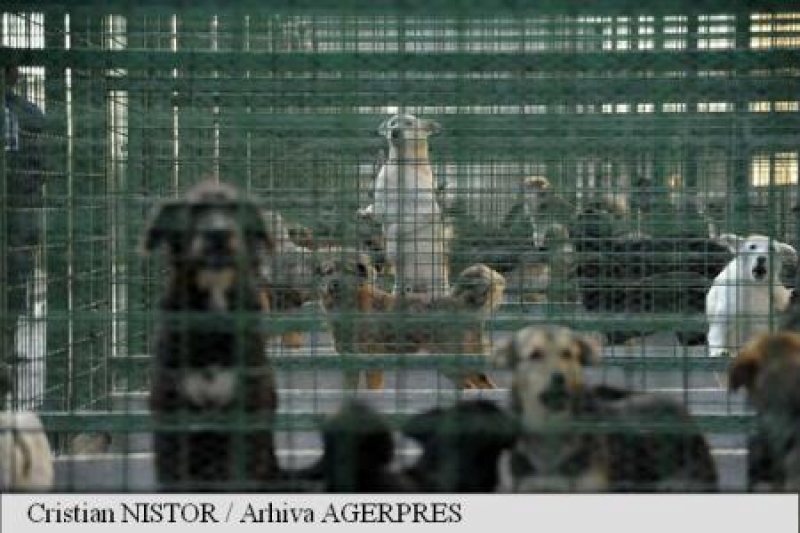 SENTINŢĂ: Dosarul copilului ucis de maidanezi: Proprietarul terenului, condamnat la 3 ani închisoare cu suspendare SENTINŢĂ: Dosarul copilului ucis de maidanezi: Proprietarul terenului, condamnat la 3 ani închisoare cu suspendare