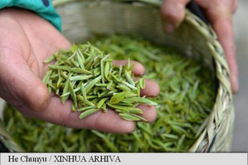 TRATAMENT: Ceaiul verde poate stopa dezvoltarea cancerului de prostată TRATAMENT: Ceaiul verde poate stopa dezvoltarea cancerului de prostată